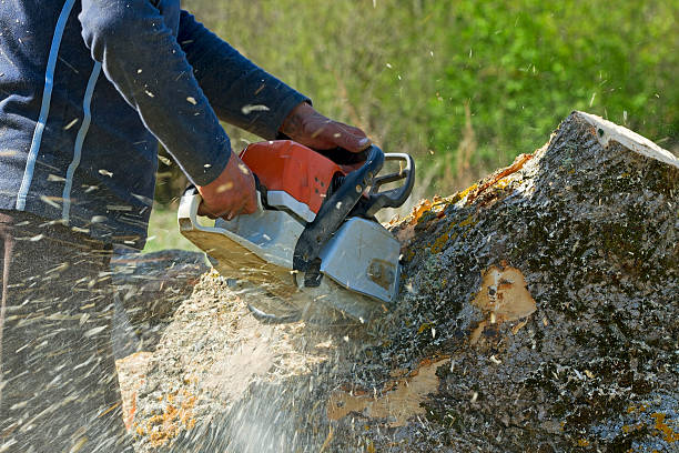 Professional Tree Care Services in Shelby, OH